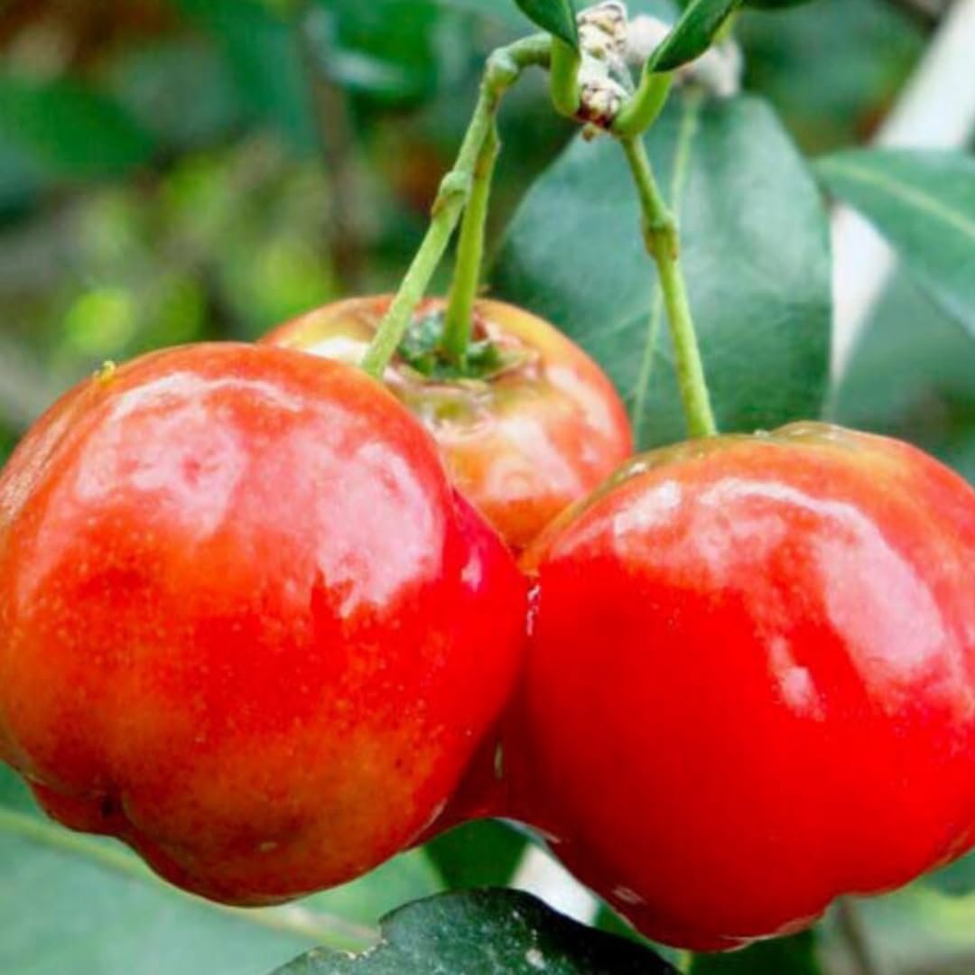 Barbados Cherry Trees Live Plant, 5-7" in Tall, Sweet Cherry Fruit Tree, Cherry Bush Live Plants, Bareroots, Cold Hardy