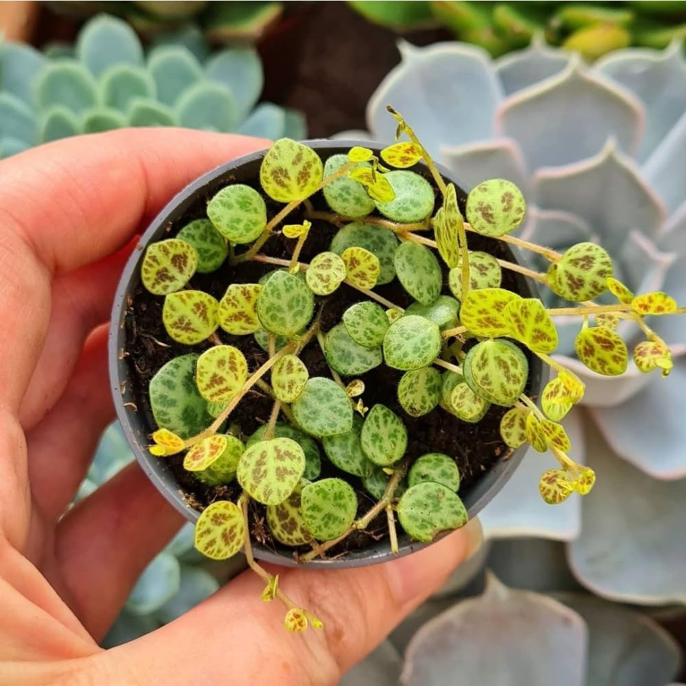 String of Turtles Live Plant 2 Inch Pot, Peperomia Trailing Houseplant, Mini Indoor Plant for Terrariums, Shelves, or Small Planters
