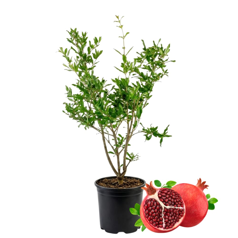 Cold Hardy Pomegranate Tree in Gallon Pot, 20-24 Inches Tall, Live Pomegranate Farfianka Plant, Easy-Care Strong Rooted Plant, Beautiful, Hardy Tree for Outdoor Growing, No Ship to CA,HI,AK