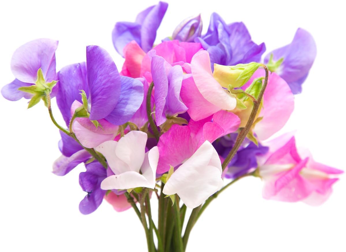 High Scent Sweet Pea Seeds - Approximately 50 Seeds - Most Fragrant Sweet Peas
