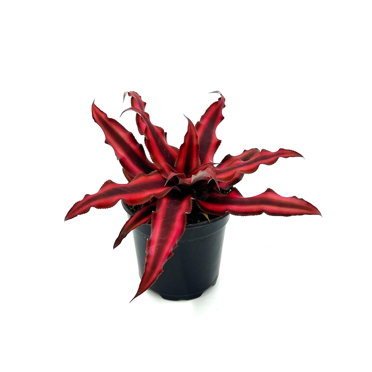 ragnaroc Live Plants – Cryptanthus ‘Red Star‘, 4-8" in 4" Pot - 1ct - Live Arrival Guaranteed - Succulents and House Plants for Home Decor & Gift