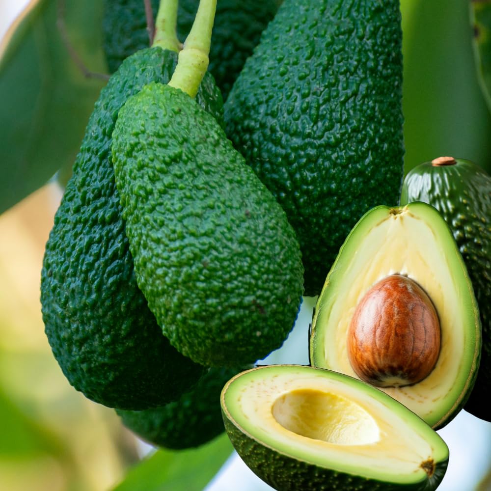 HASS Avocado Tree, Avocado Trees Live Plants in 3 Gallon Pot, Fruit Bearing Plant for Outdoor Garden, 1-2 Feet Tall, No CA
