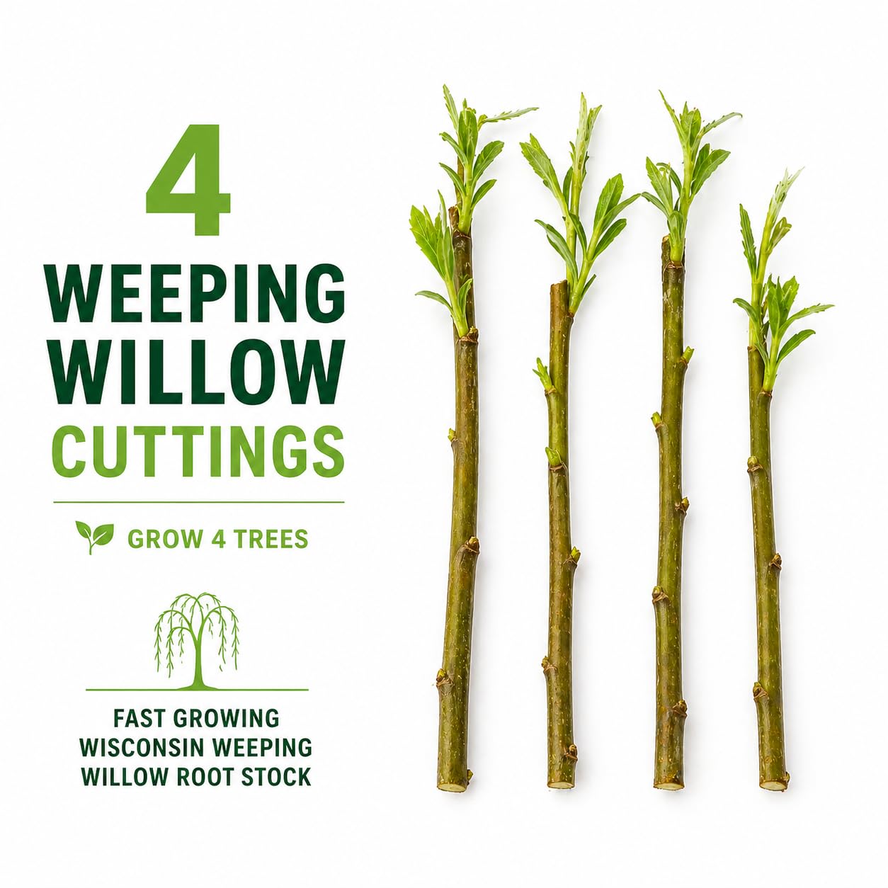 4 Bright Green Weeping Willow Cuttings - Grow 4 Trees - Wisconsin Weeping Willow Root Stock - Fast Growing – Easy to Grow Outdoor Trees – Shade, Privacy Screen, Backyard Landscaping