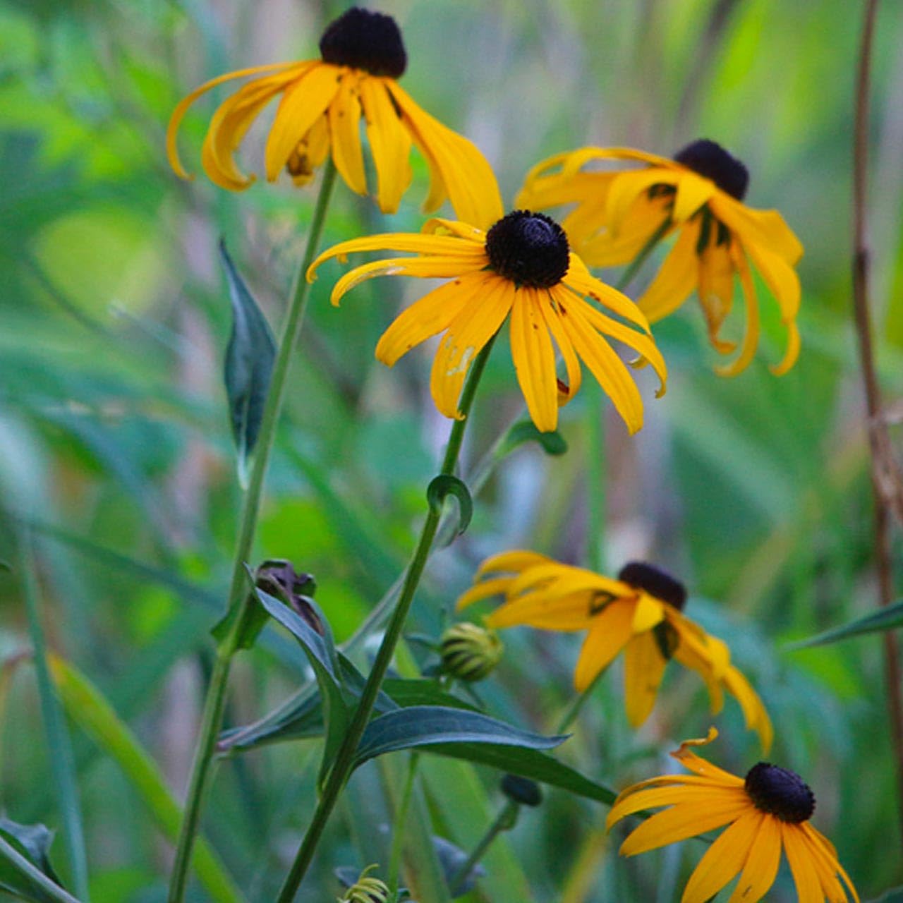 Dirt Goddess Super Seed Black Eyed Susan Non GMO Rudbeckia hirta (1/2 Lb)