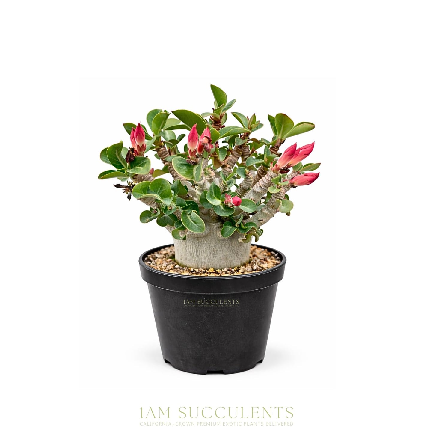 Rare Adenium Arabicum Godji Live Plant – Desert Rose Succulent – Thick Caudex Bonsai Plant – Drought Tolerant Exotic Houseplant