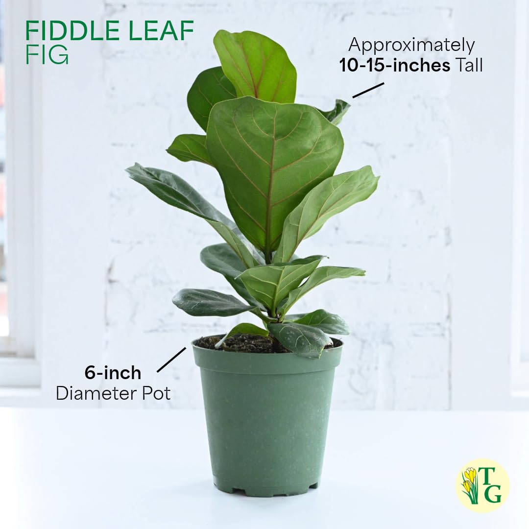Thorsen's Greenhouse Ficus Lyrata, Fiddle Leaf Fig Plant, Rare, Live Indoor Plant, Collector Plant, Beautiful Foliage, Statement Piece, 6" Diameter Pot (Nursery Pot, 6" Pot)