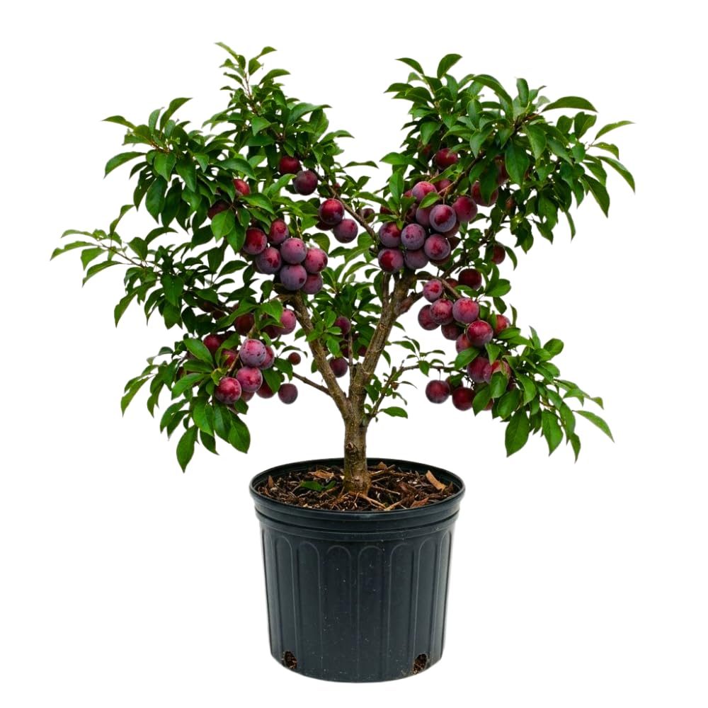 Methley Plum Tree Live Plant, Red Plum Plant Live, Well Rooted, 3 Feet Tall, Sweet Plum Tree for Outdoor Planting, No Ship to CA