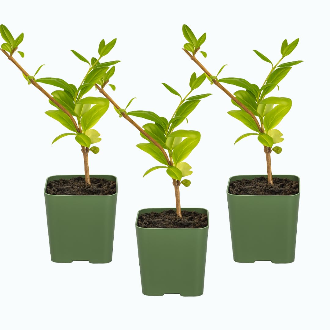 White Fragrant Japanese Honeysuckle Vine, Starter Plant, Climbing Landscape Outdoor Garden Plant 2 inch Pot (3)