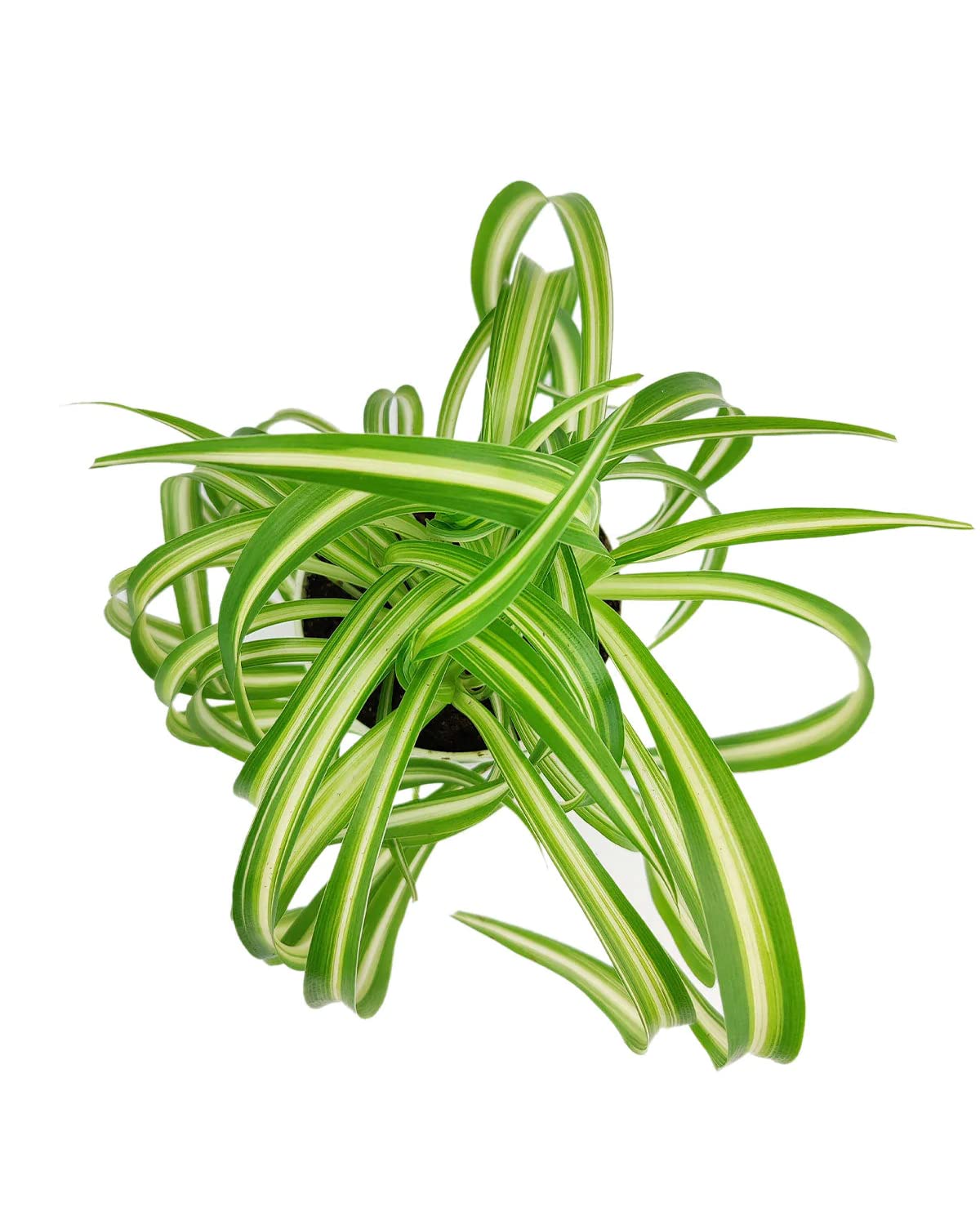 Bonnie Curly Spider Plant (8" Grower Pot) - Chlorpohytum Comosum - Grow, Easy to Care Houseplant - Live Healthy Houseplant for Home Office Decoration - Pet Friendly Indoor Plant