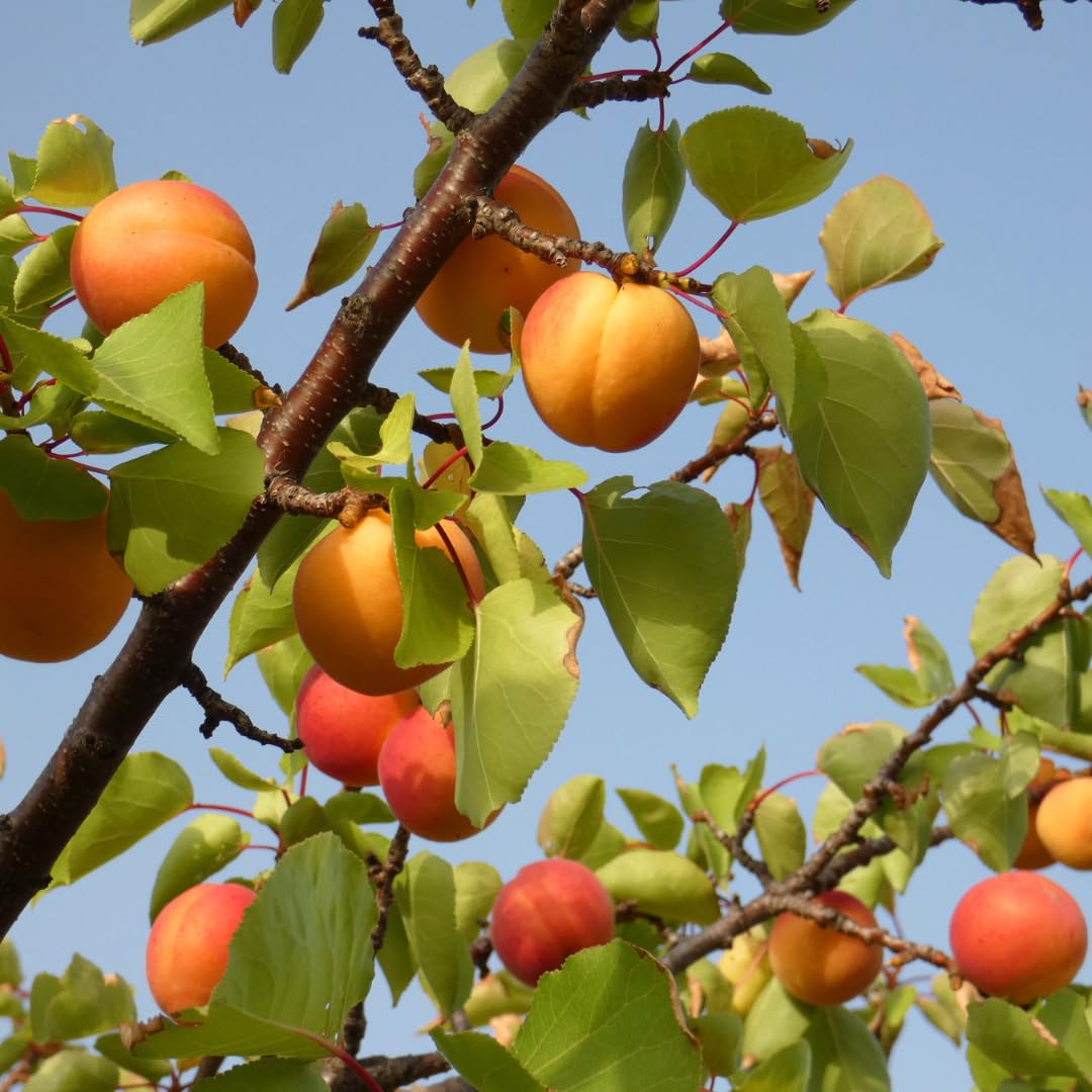 Apricot Tree Plant Live for Planting, Edible Fruit Tree, 2–3 Feet Tall in 3 Gallon Pot, Ready for Outdoor Garden, No Ship to CA