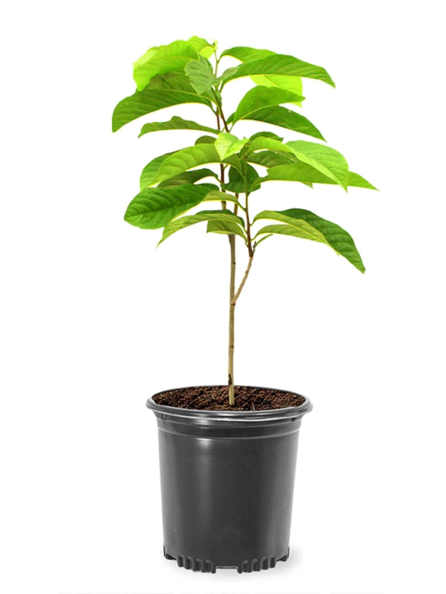 American Plant Exchange Paw Paw Tree, Live 1-Gallon Pot, Tropical-Looking Leaves, Edible Fruit, Banana-Pineapple-Mango Flavor, Full Sun to Partial Shade, Requires Multiple Trees for Pollination