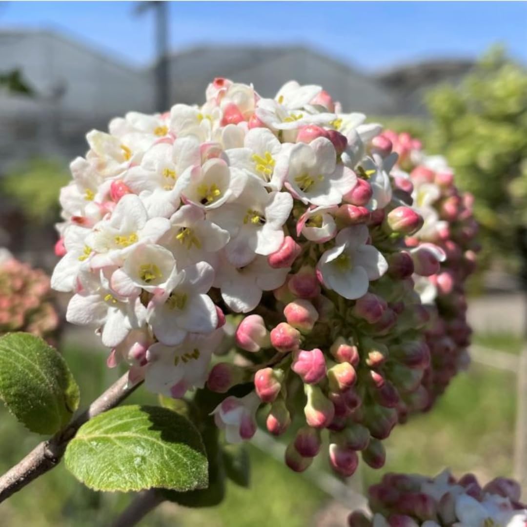 Pink Flowering Almond Trees Live Plants Shrubs Dormant in Pot, Spring Planting, 8 Months Old Flowering Plum Bushes, Ornamental and Fragrant Pink Blossoms