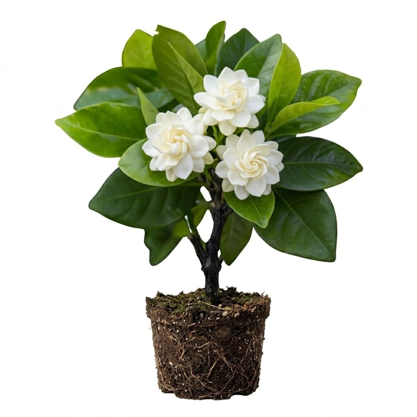 Jasmine Plant, Fragrant Jasmine Flower Vine 4-8 Inches Well Rooted for Container, Hanging Basket Growing (Frostproof Cape)
