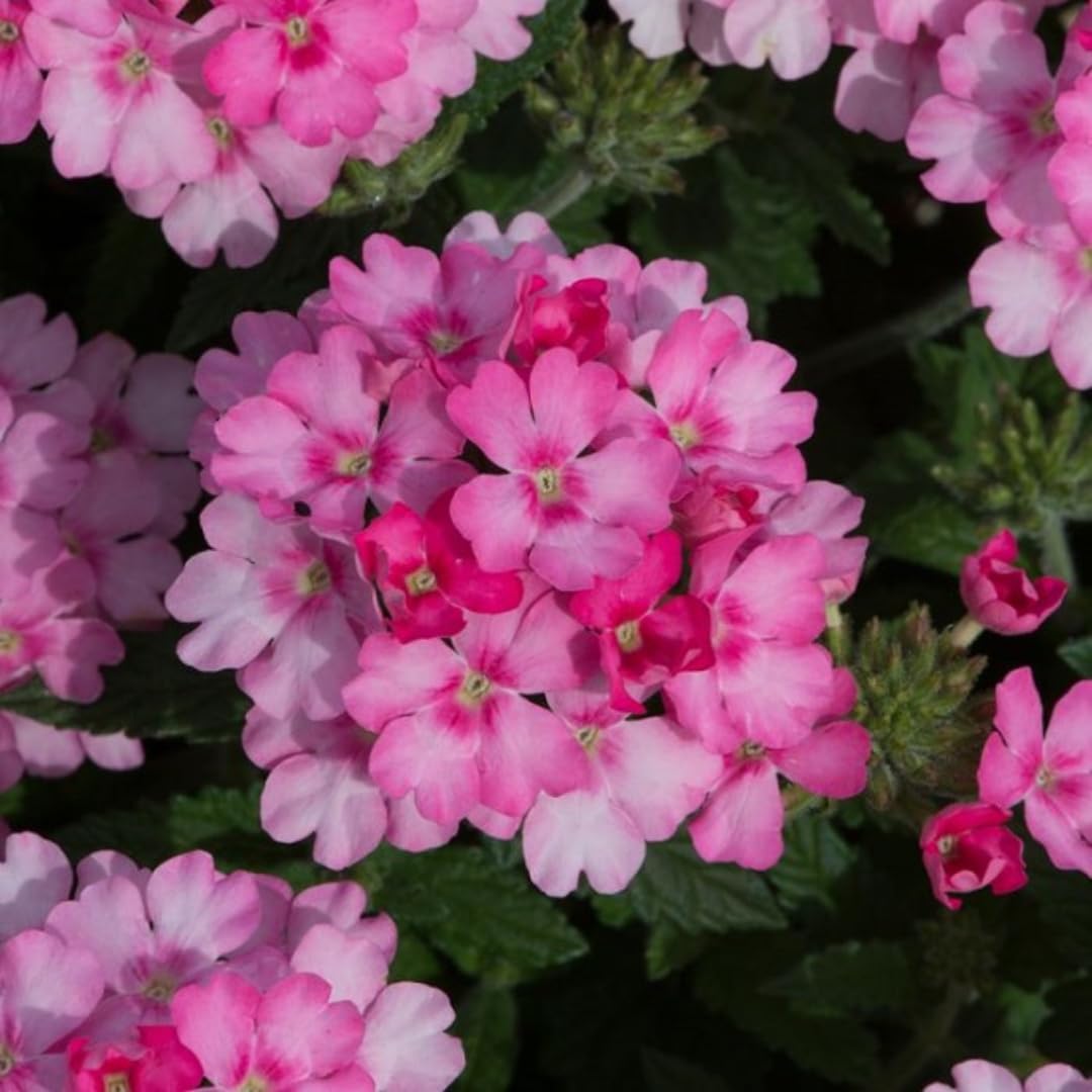 Pack 2 Pink Perennial Verbena Plants, Pink Verbena Live Plants, Verbena Flower Trailing Plants Live for Planting, Pink Verbena Plants in Zones 7 to 11