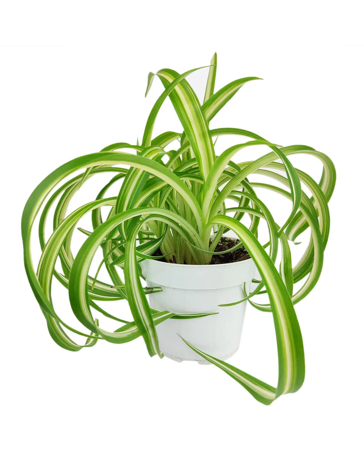 Bonnie Curly Spider Plant (8" Grower Pot) - Chlorpohytum Comosum - Grow, Easy to Care Houseplant - Live Healthy Houseplant for Home Office Decoration - Pet Friendly Indoor Plant