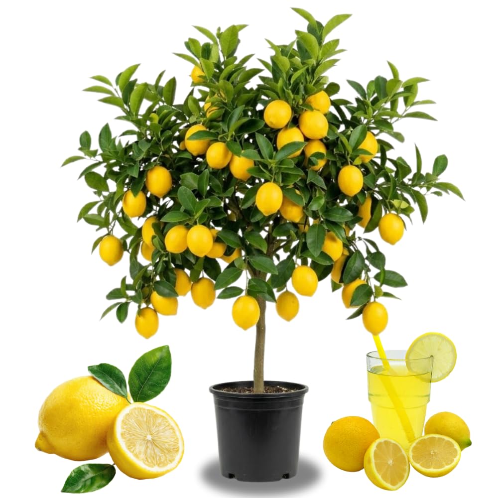 Meyer Lemon Tree Live Plant in Pot, Fruit-Bearing 2-3 Years Old Trees, Yellow Lemon Lime Tree in 3 Gallon Pot, High-yielding Spring Planting