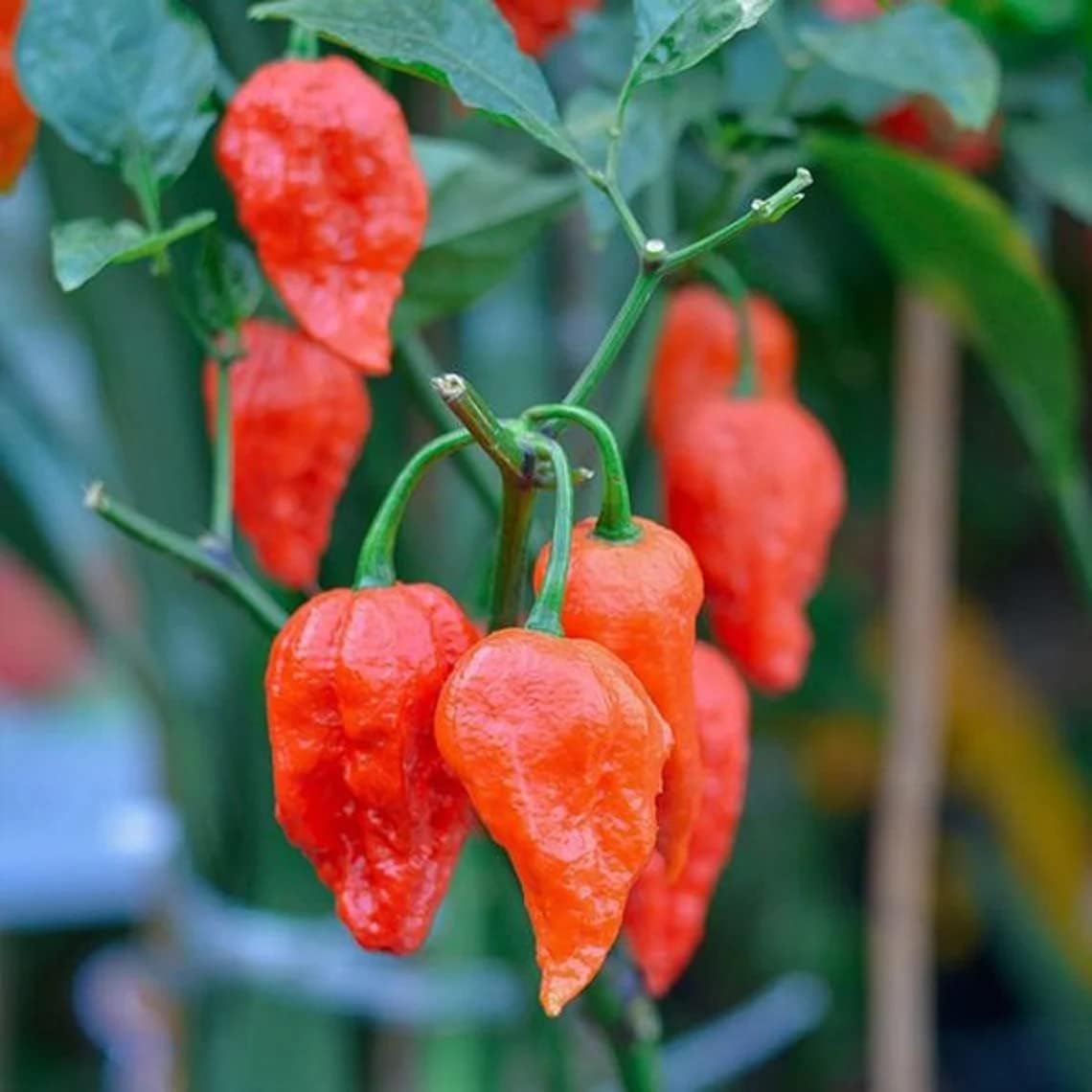 Indian Ghost Pepper Seeds for Planting, High-Heat Chili Seeds for Home Garden, Terrace Planters, Balcony, and Outdoor Cultivation (Pack of 50)