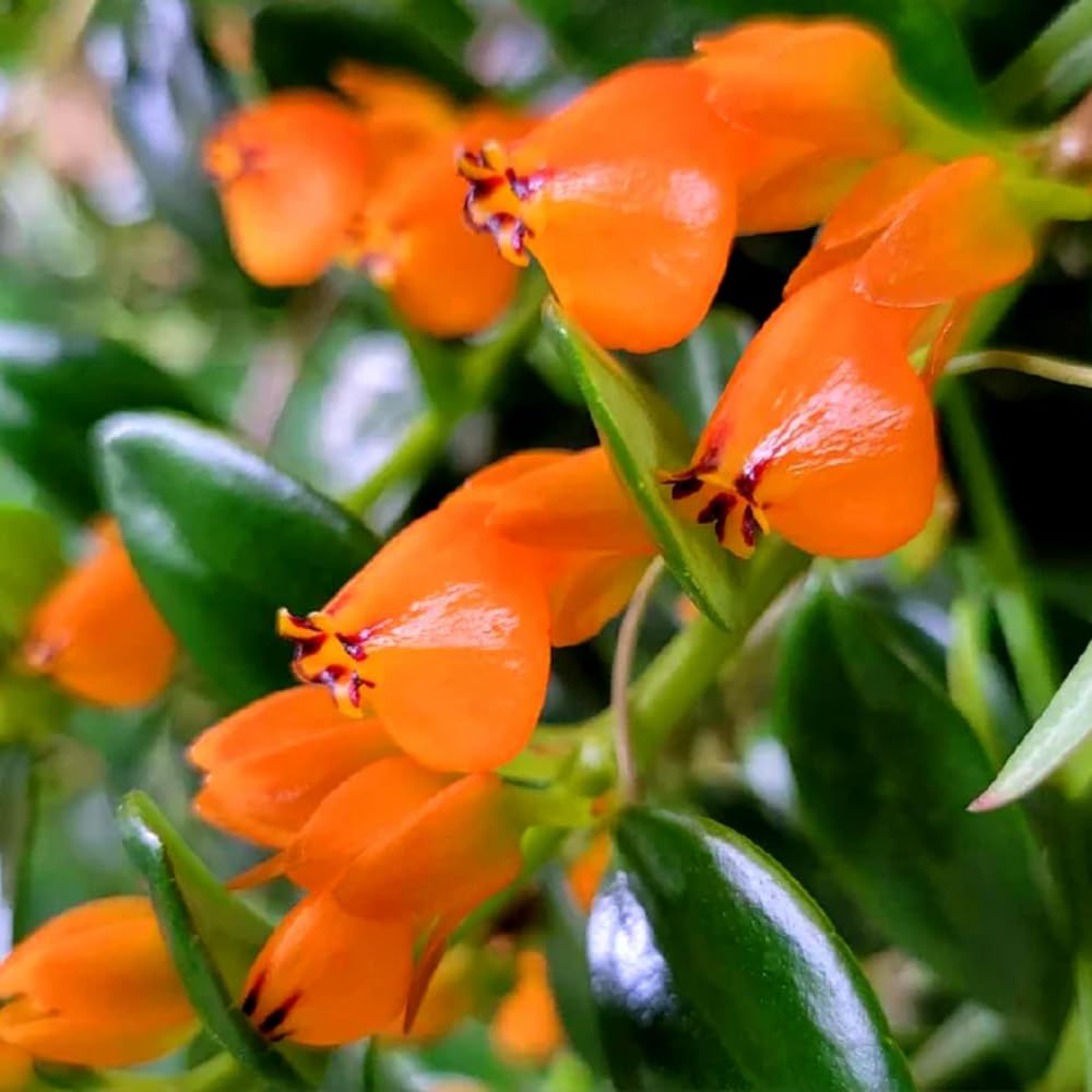 Trailing Goldfish Plant Live Potted 4 Inc, Tropical Goldfish Plant for Hanging Basket, Houseplant Indoor Live Plant