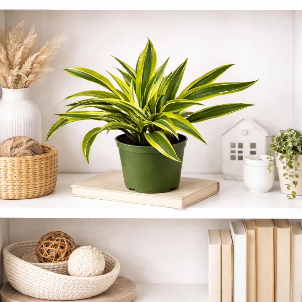 Dracaena Lemon Lime Live Plant in 6 Inch Pot, Variegated Indoor Houseplant with Bright Green and Yellow Foliage