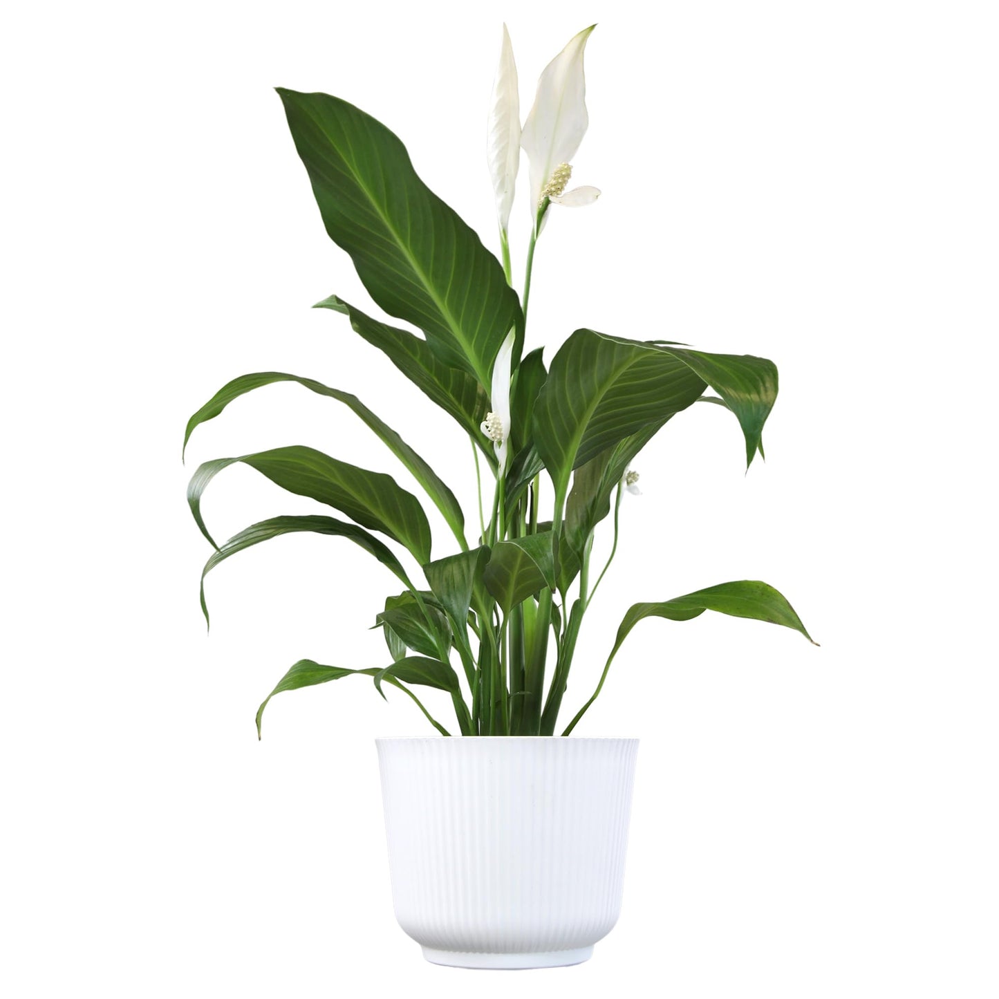 Altman Plants Peace Lily Plant Decor with 6 Inch White Plant Pot, Easy to Grow House Plant, Desk Plant & Office Plant, Easy Plant Gift, Air Purifying Plants Grow in Indoor Plant Potting Soil Mix