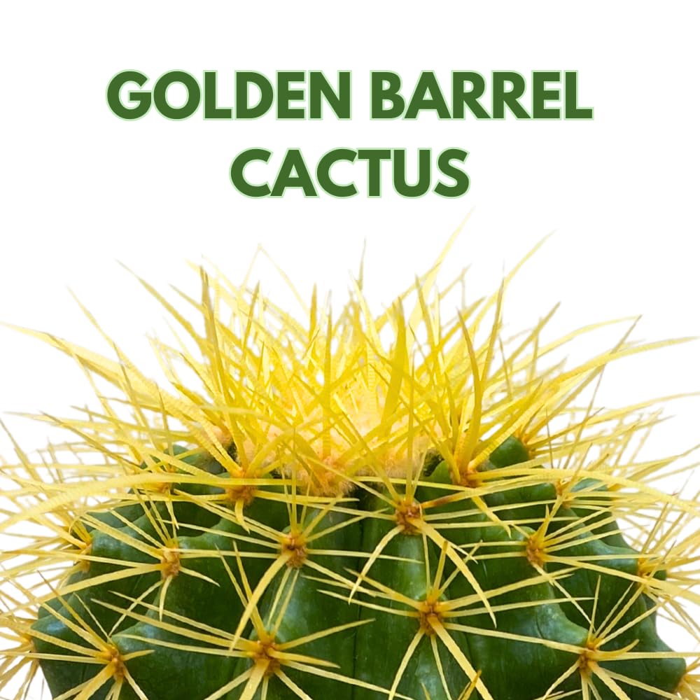 BubbleBlooms Golden Barrel Cactus in a 6 inch Pot Echinocactus Grusonii, Gold Ball Cacti