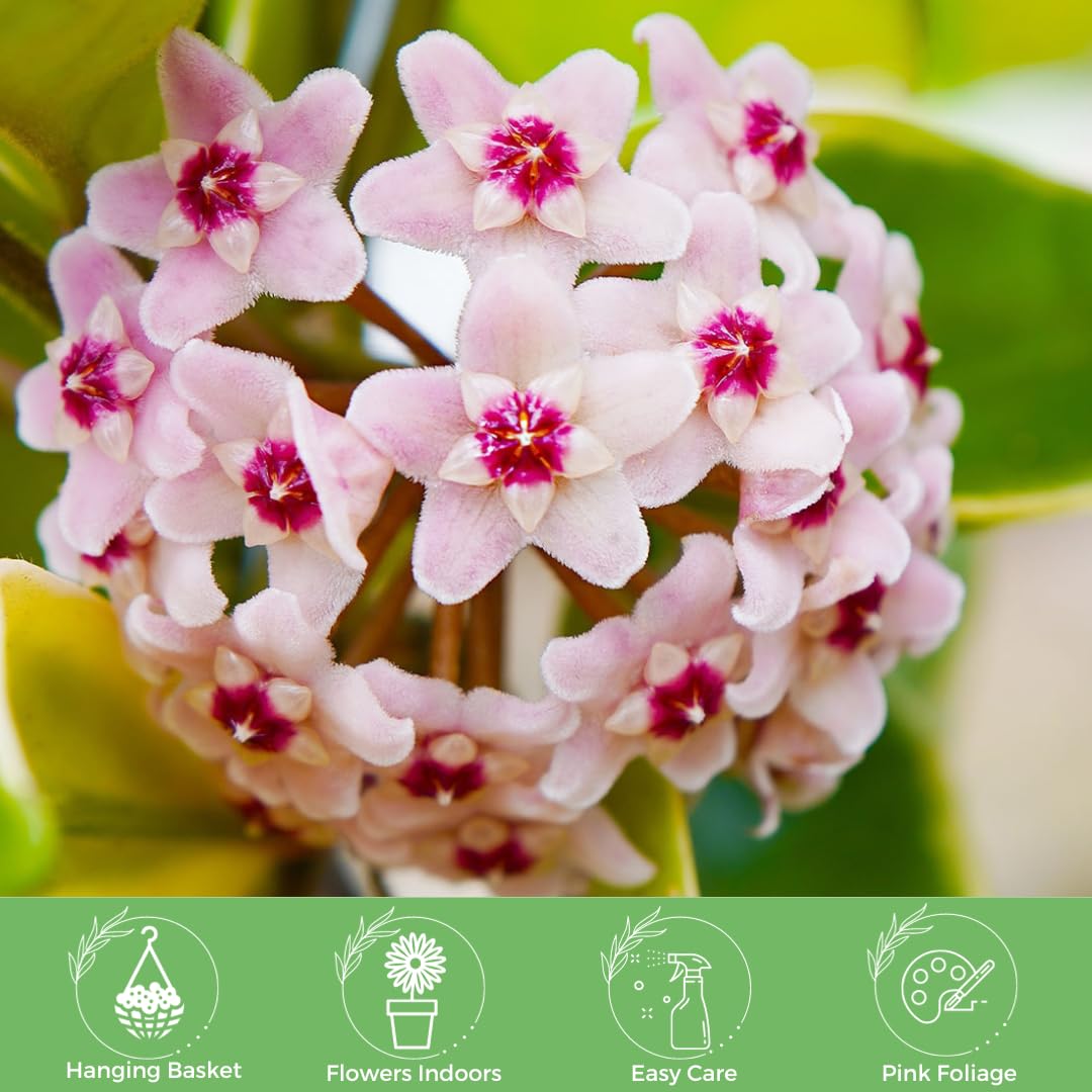 American Plant Exchange Hoya Krimson Queen, 8-Inch Hanging Basket, Flowering Indoor Houseplant, Live Wax Plant, Cascading Pink and White Foliage