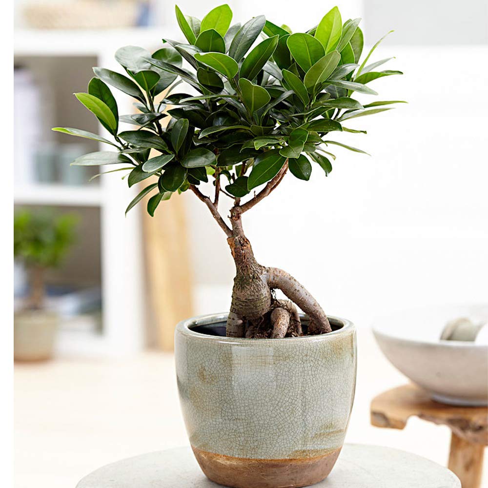 American Plant Exchange Ficus Ginseng Microcarpa – 6-Inch with Pot – Live Easy Care Bonsai Tree, Air Purifying Indoor Plant for Home, Office, or Zen Décor