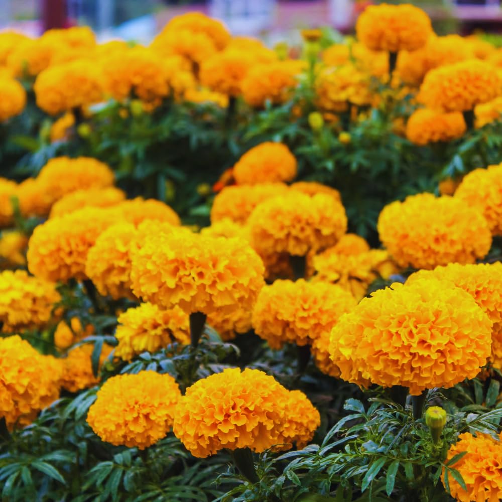 2 Live Marigold Plants for Outside, Orange Marigold Live Plants No Pot Perennial Blooming Flower Gardening, Zone 2 to 11