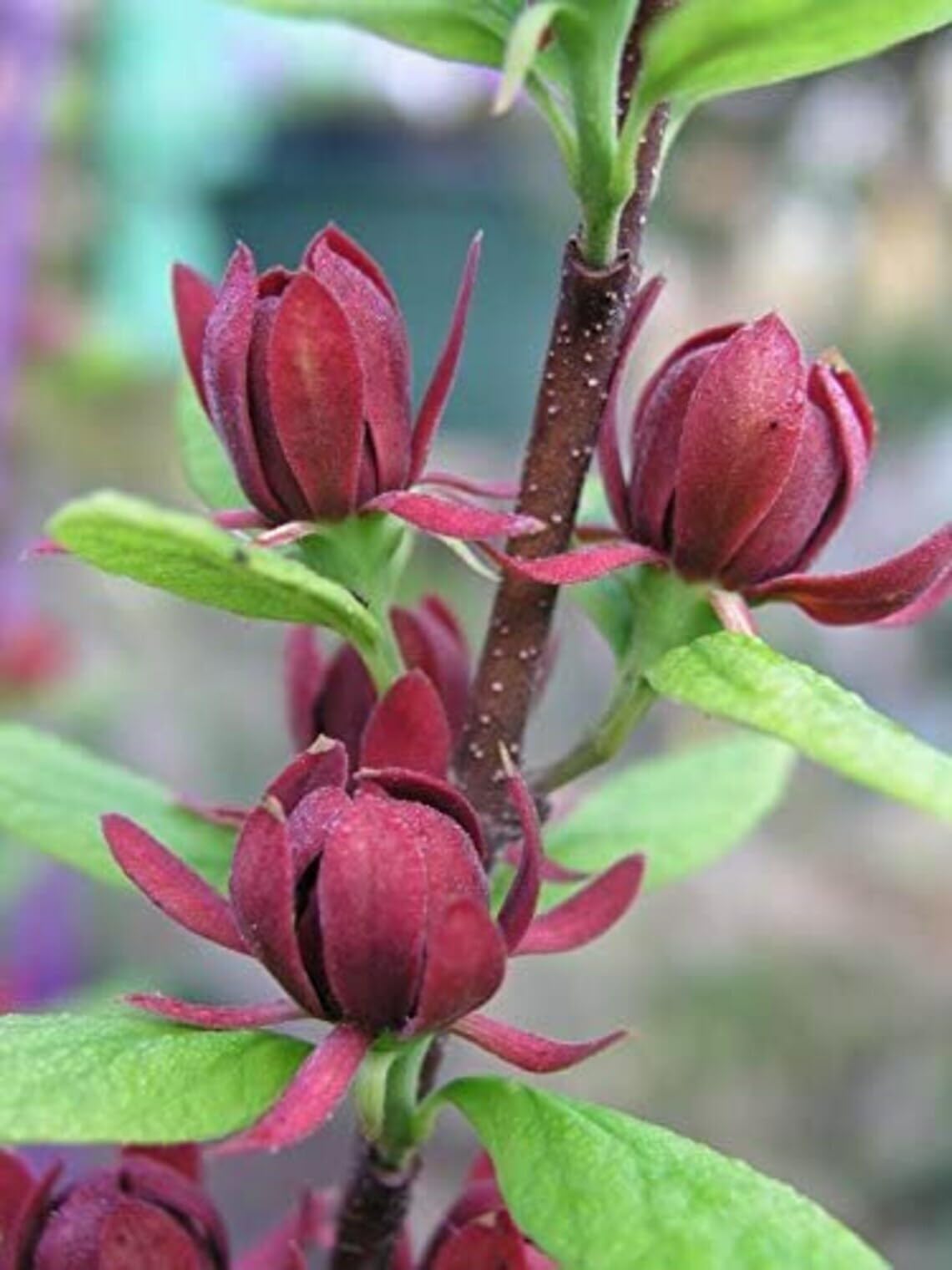 Live Plant - 2 Carolina Allspice/Sweet Shrubs - 6-18" Plants - Qt Pots - Calycanthus floridus