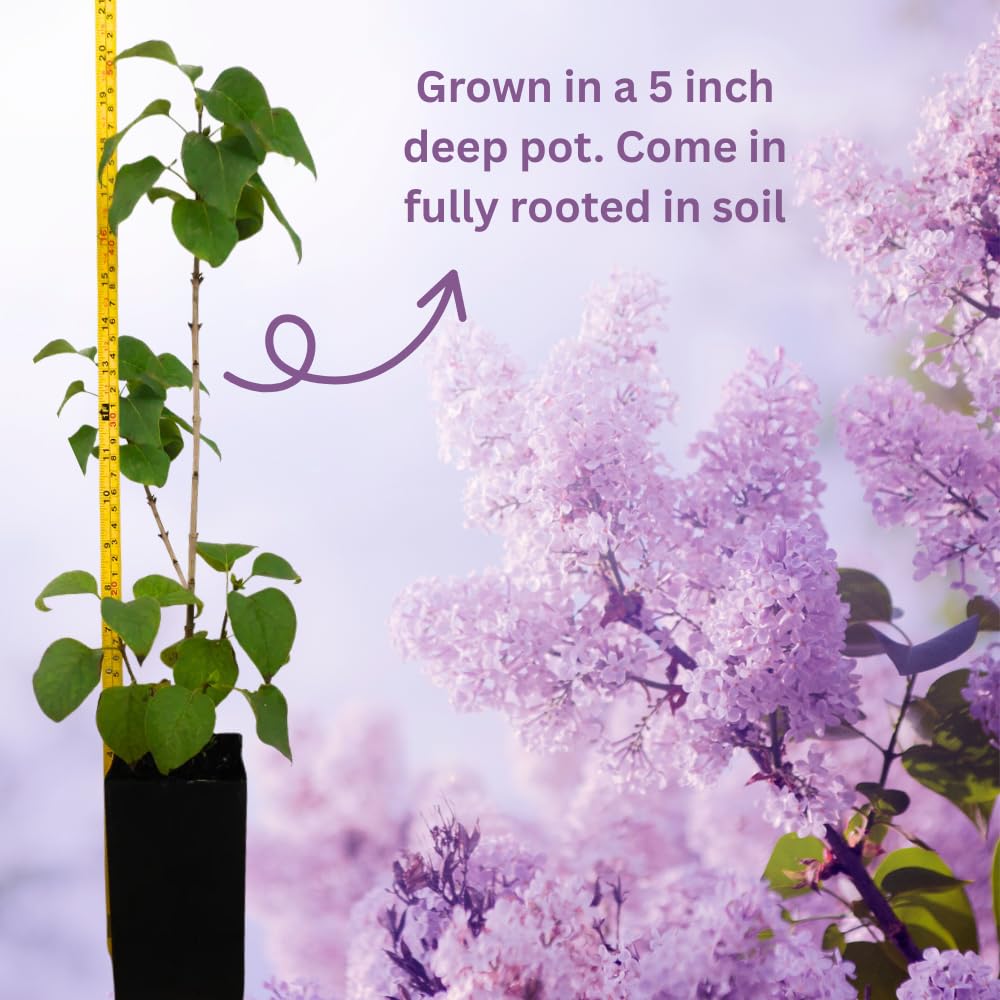 1 Purple Lilac Tree Live Plant for Planting, 14-20" Height, Reblooming Lilac Plant, Grown in A 5 Inch Deep Pot, Fully Rooted in Soil
