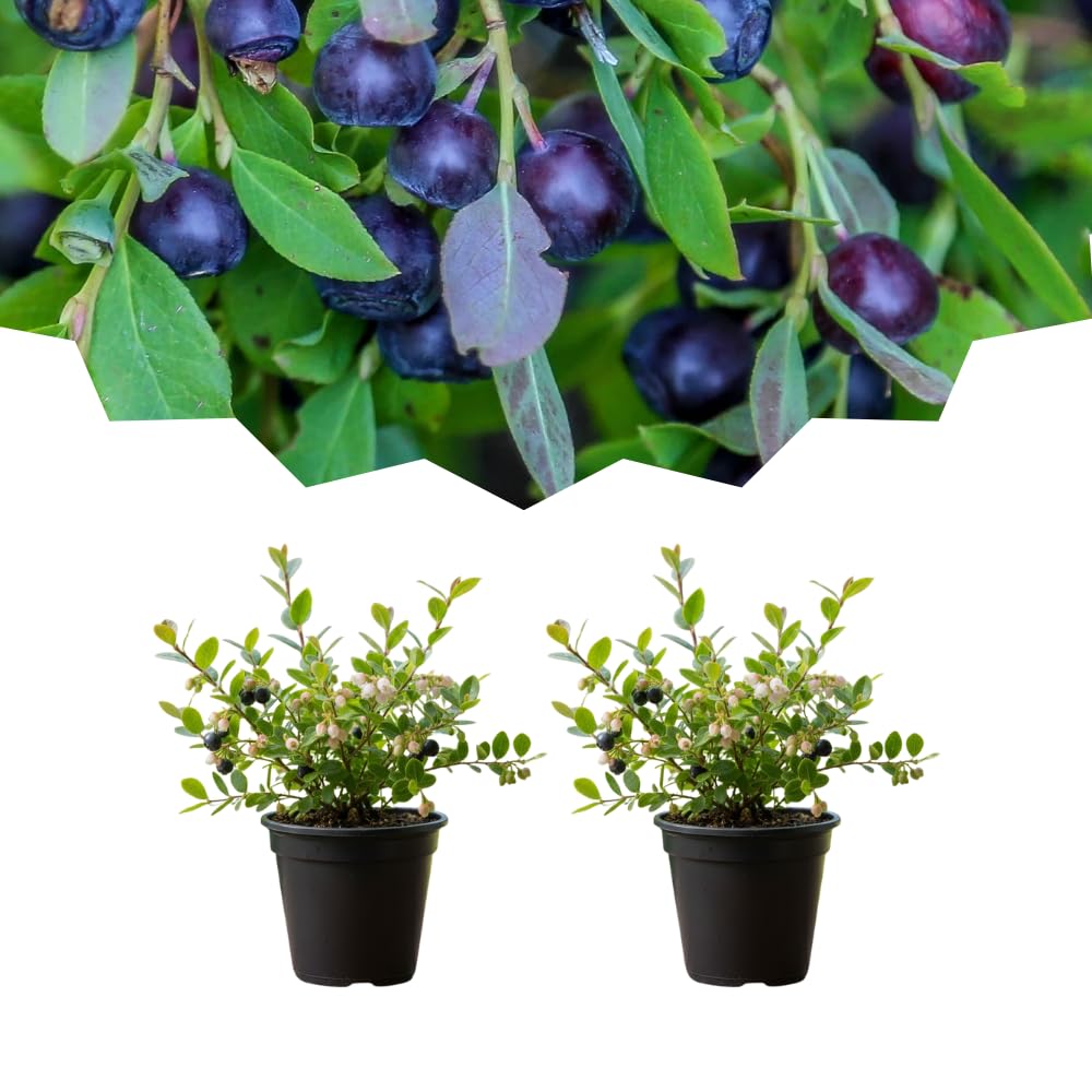 2 Black Huckleberry Bushes Live Plants, Well Rooted Huckleberries Fruits, 4'' Pot, Indoor Outdoor Growing