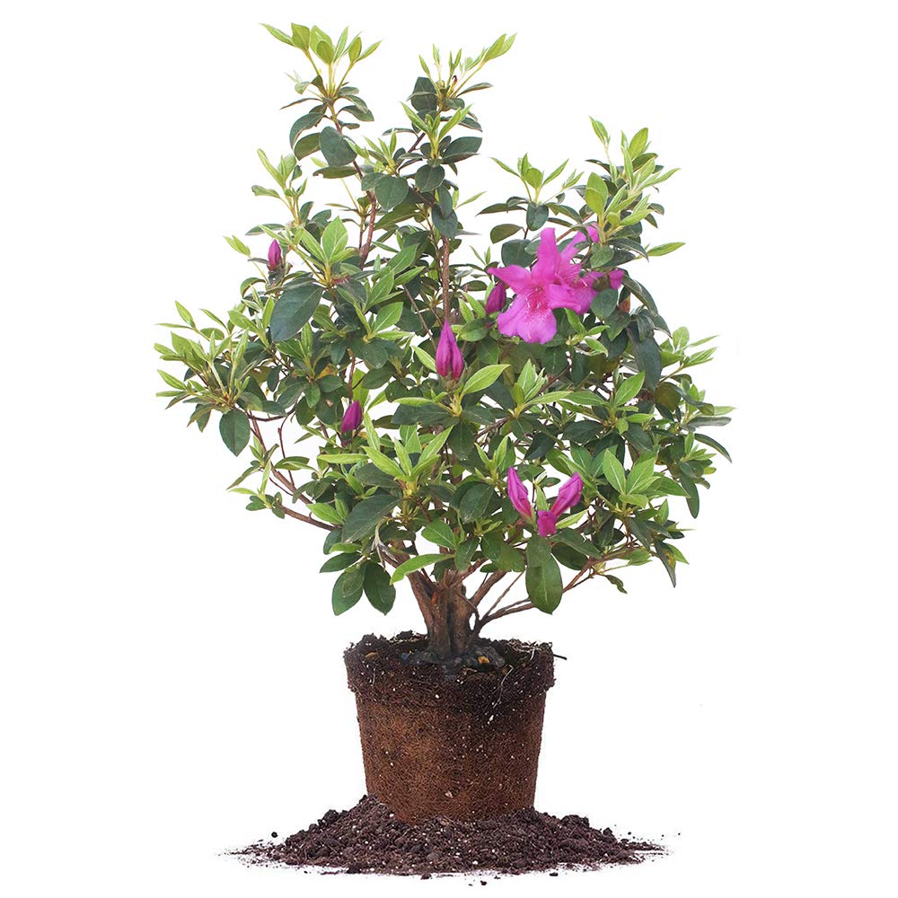 PERFECT PLANTS Formosa Azalea Live Plant, 3 Gallon, Includes Care Guide