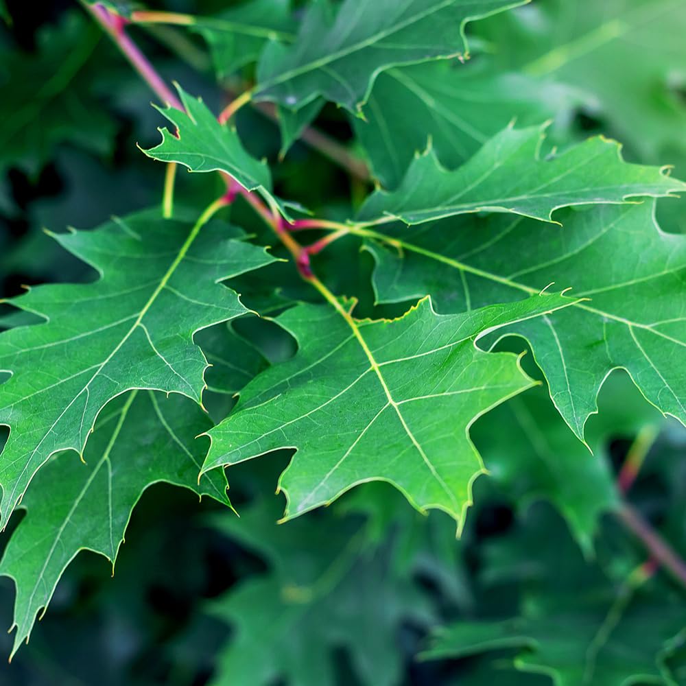 Northern Red Oak Tree, Vibrant Foliage, Deciduous, Tall, Acorn Producing, 5 gal, Nursery Pot (Due to Agricultural Laws, we Unable to Ship to CA, AZ, AK, or HI)