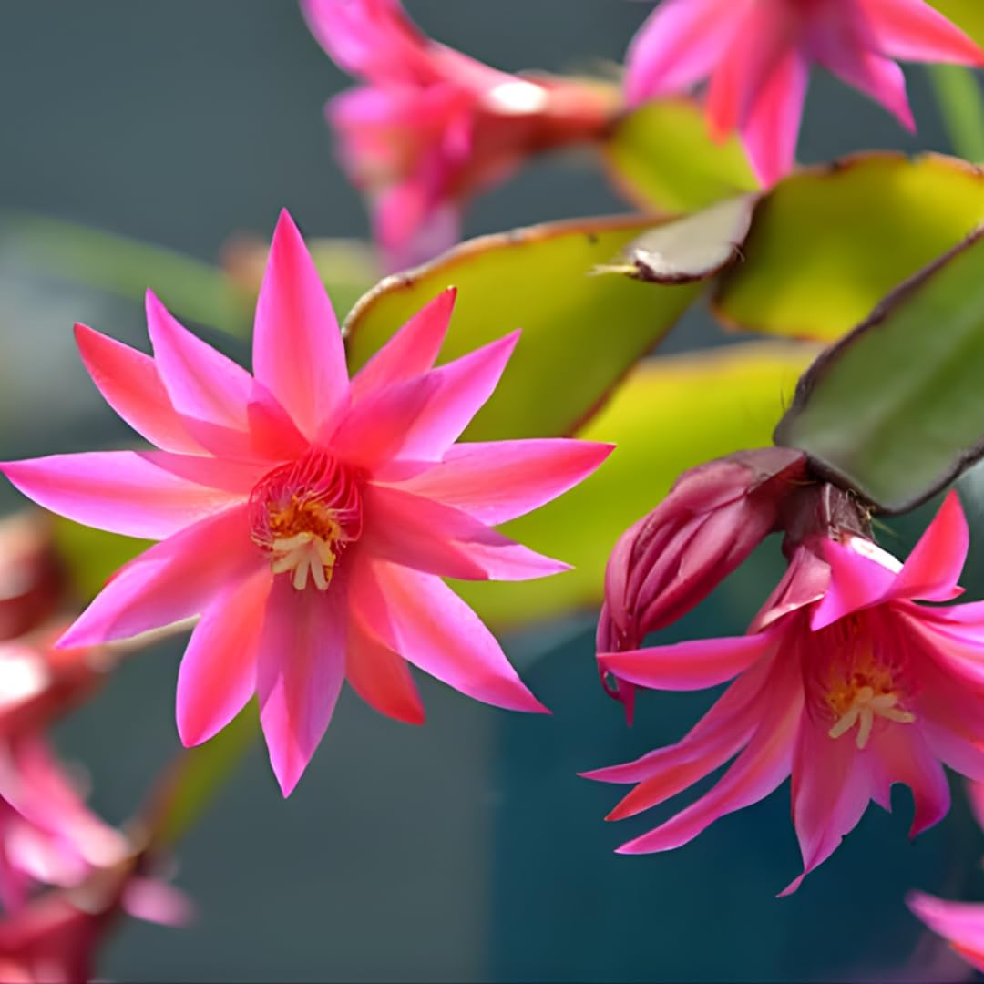 Xmas Cactus Live Plants in 4 Inch Pot | Vibrant Christmas Cactus Plants | Easy-Care Indoor Tropical Houseplant | Ideal Gift for Plant Enthusiasts | Random Color