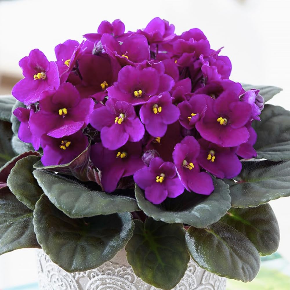 African Violet Live Plant Houseplant in 4" Pot, Blooming Indoor Plant for Home or Office with Vibrant Flowers (Purple African Violet)