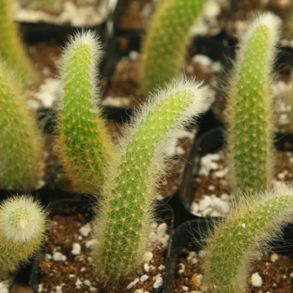 Monkey Tail Cactus Live Plant, Rare Trailing Cactus Indoor Houseplant 3-6 Inch Tall, Hanging Basket, Container Growing