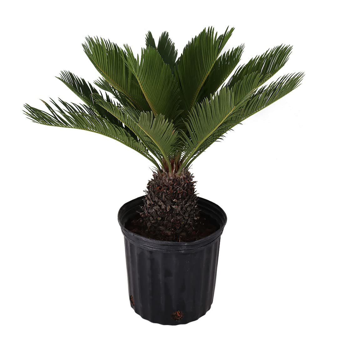American Plant Exchange Sago Palm – Live 10-Inch Potted Tropical Plant, Easy-Care Indoor & Outdoor Palm, Low-Maintenance Drought-Tolerant Cycad for Home, Office, Patio & Landscape Décor