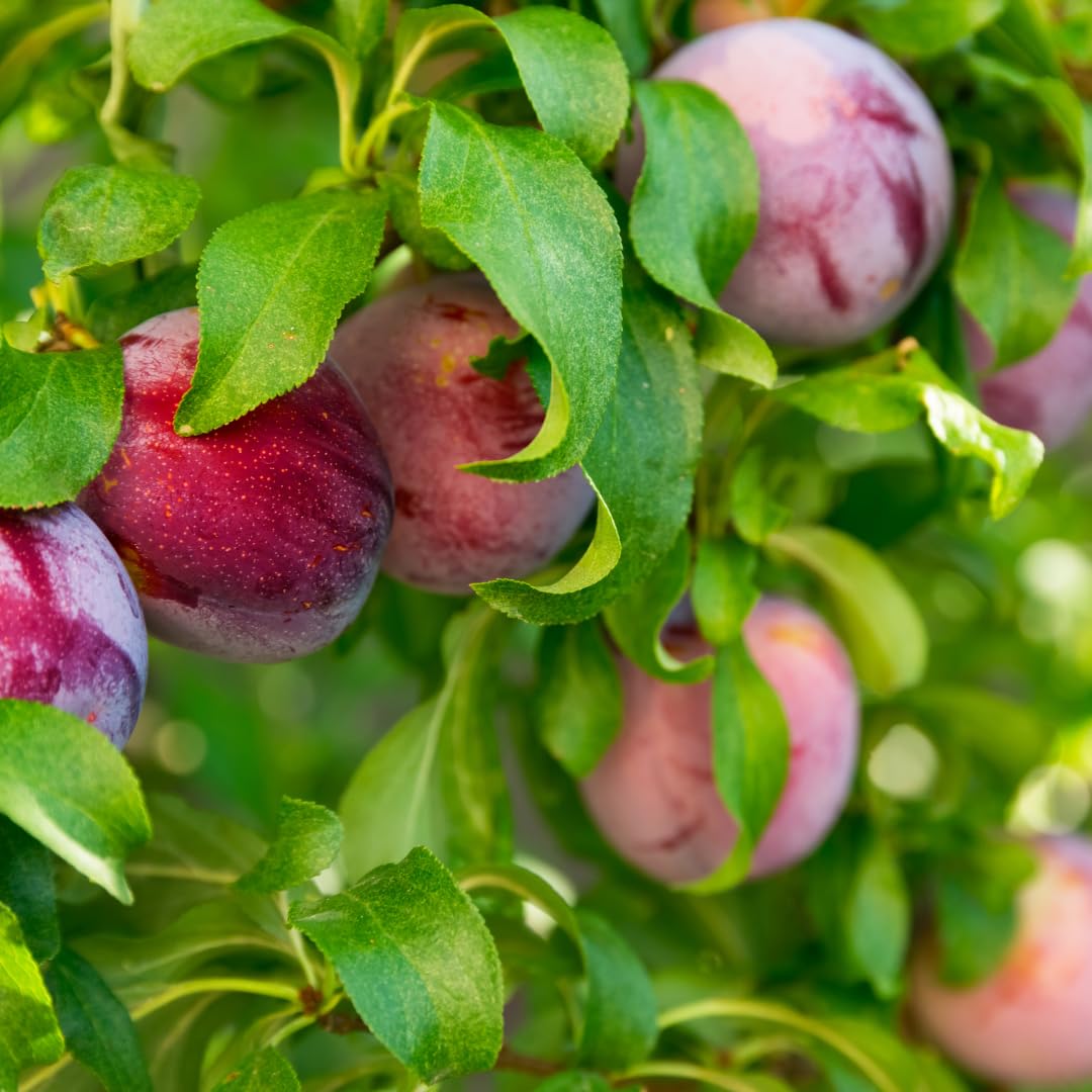 Live Red Plum Fruit Tree, Sweet Fruit Tree, 3 Feet Tall in 3 Gallon Pot, Ready for Outdoor Planting, No Ship to CA