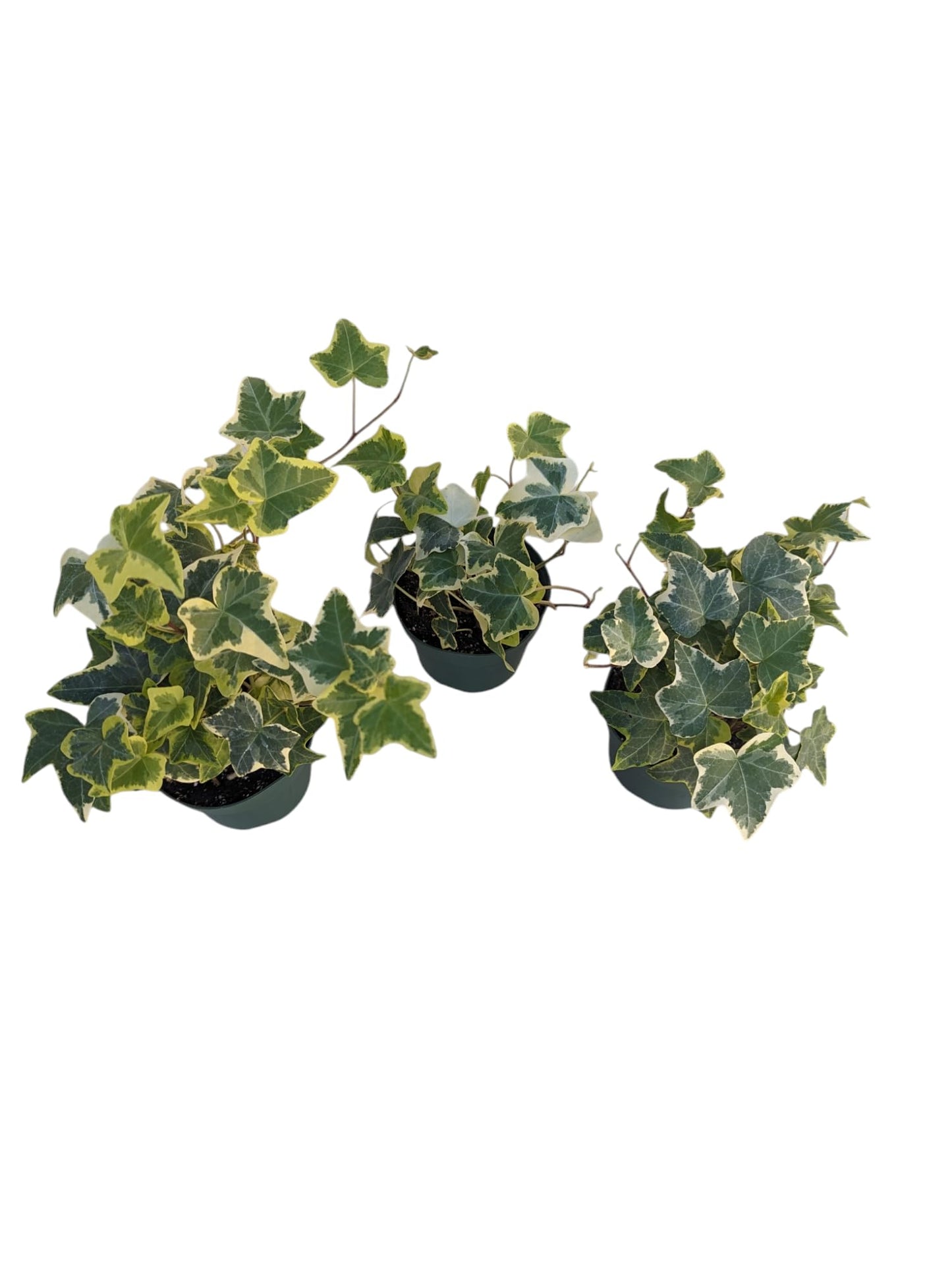 Gold Child English Ivy Plants, 3-Pack, 4" Pots