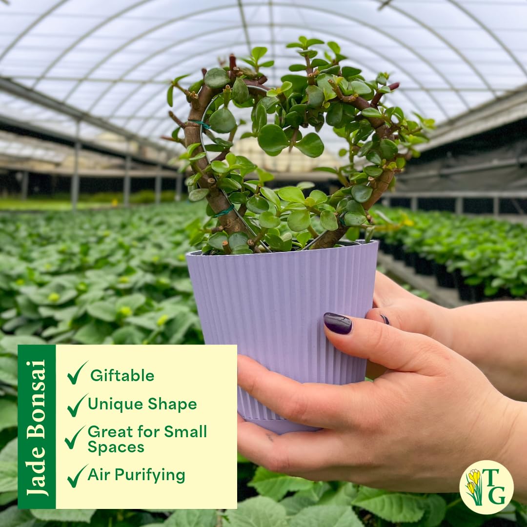 Thorsen's Greenhouse, Heart-Shaped Jade Bonsai Plant, Live Indoor Plant, Gift, Succulent Plant, 4-inch Diameter Pot (Lavender)