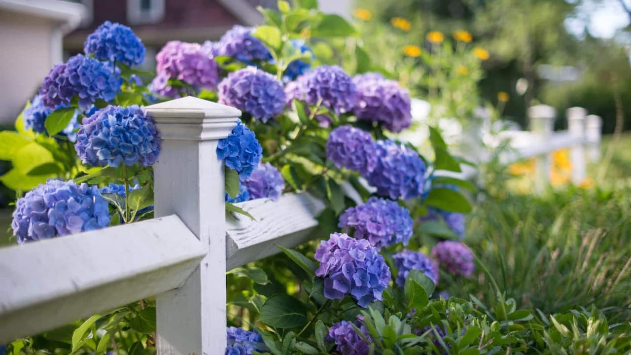 Winter Hardy Purple to Blue to Pink Shades Hydrangea Bush Tree Live Shrub Plant, 6-12" Blue to Smooth Pink to Purple Blooms, Established Roots, Dormant, No Leaf
