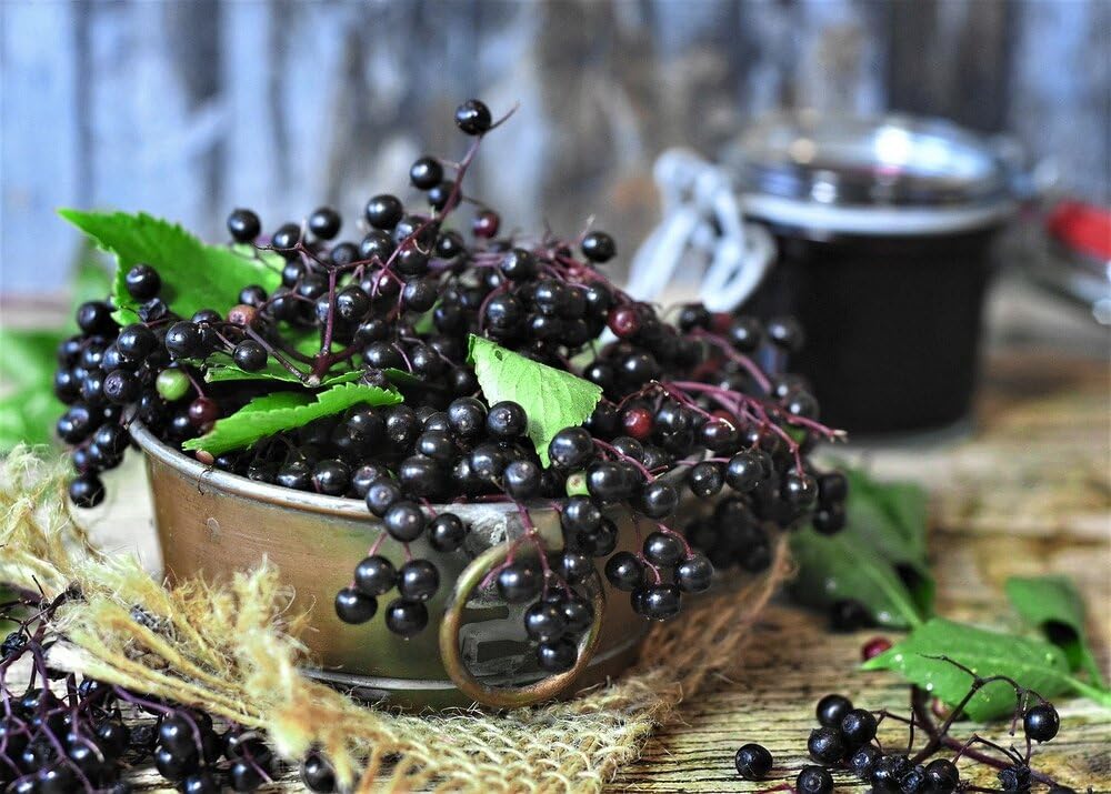 Elderberry Plants Live, Black American Sweet Elderberry Bush, 6-12 Inches Height, 2 Pack