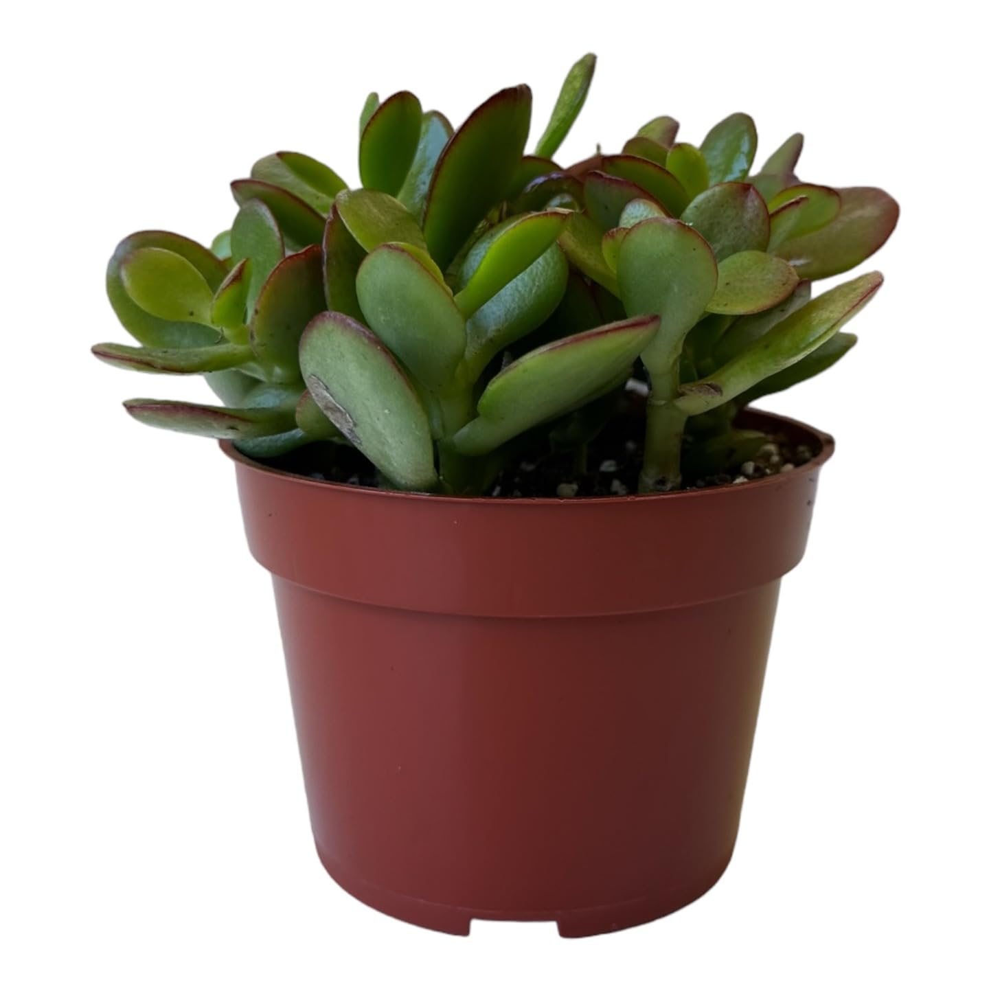 Live Plant, Jade Plant, Crassula Ovata 4 inch Pot - Succulents - Hopewind Plants Shop