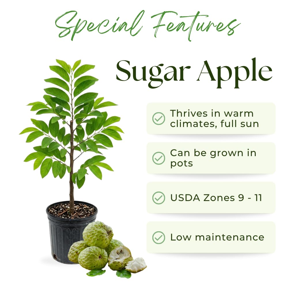 Sugar Apple Tree Live Plant, Green Sugar Apple Fruit, 3 Gallon Pot, 2-3 Feet Tall, Creamy Sweet Tropical Fruit Plant for Indoor Outdoor Growing, No Ship to CA