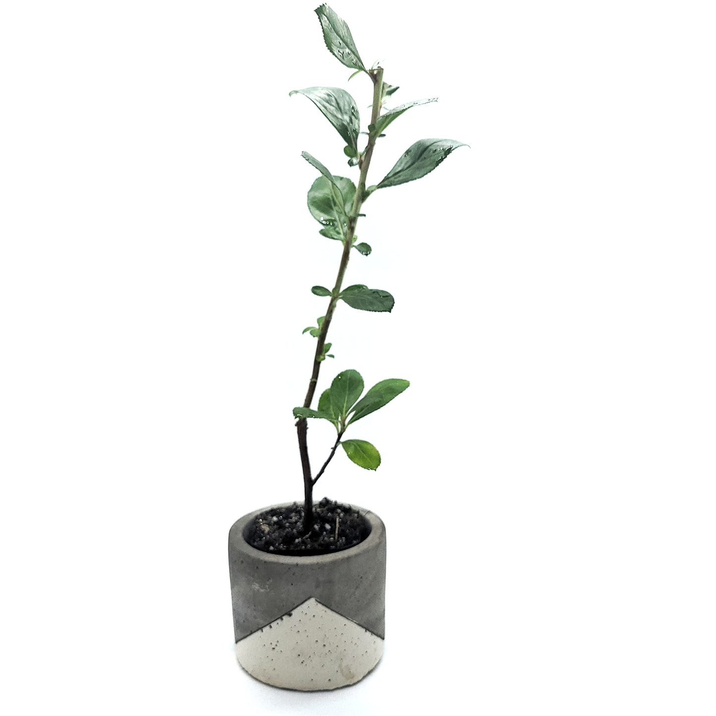 Pink Escallonia Fradesii | Live Plant One Stem 2" Pot Starter Plant | California Grown