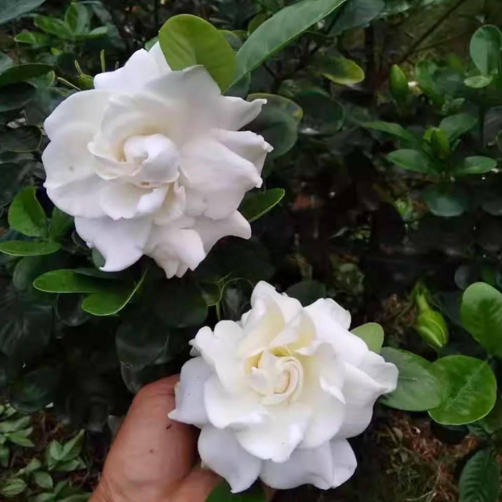 Set 2 of Jasmine Plants Live, Frost Proof Gardenia Plants Live, 5 Inches and 7 Inches Tall