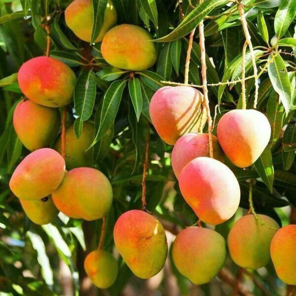 Grafted Mango Tree Live Plant 2-3ft 3 Gallon, Live Tropical Fruit Plant, Sweet Mango Variety for Outdoor Garden, No Ship to CA