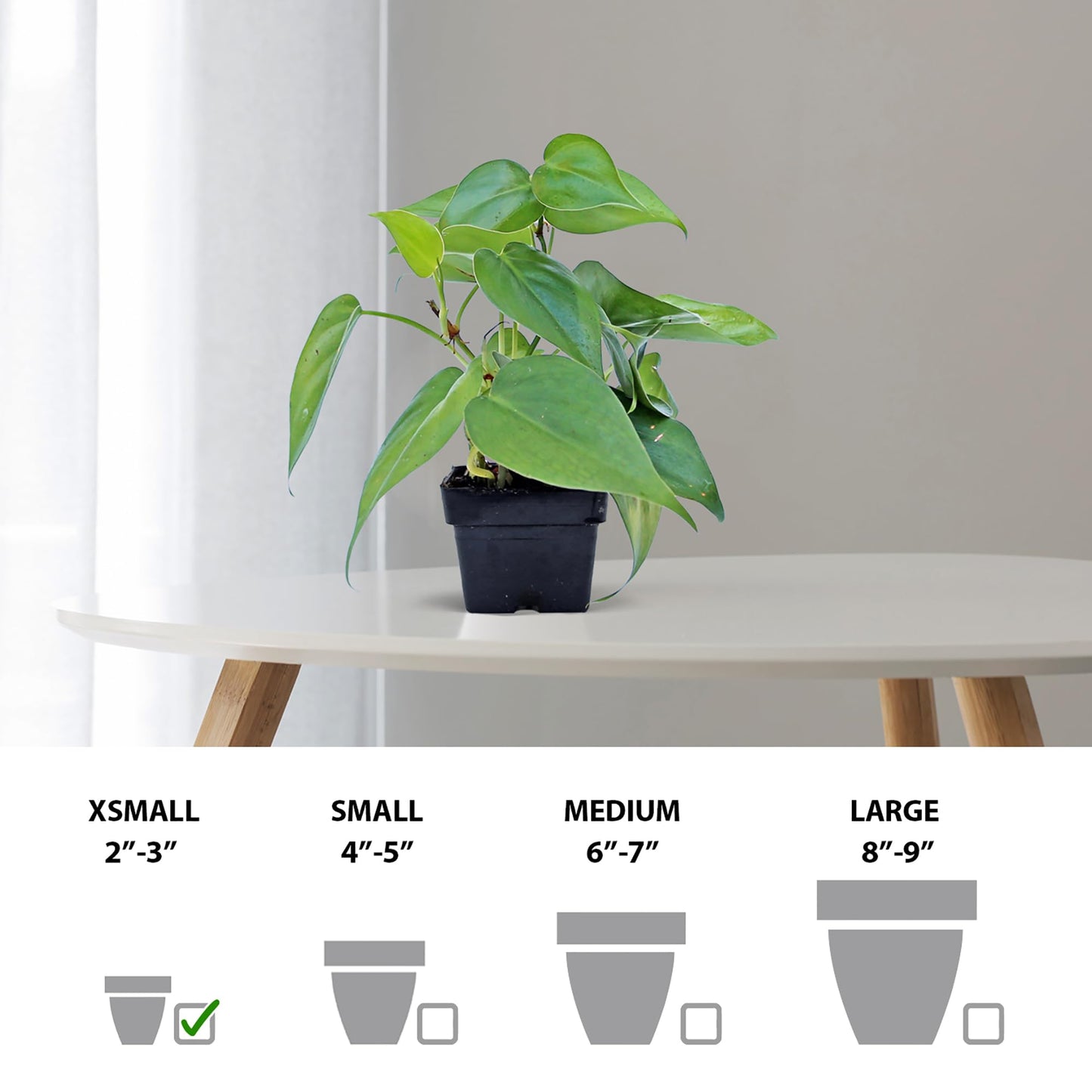 6 Pack Live Heartleaf Green Philodendron in 3 Inch Pots, Philodendron Hederaceum Indoor Houseplants, Vining Live Plants