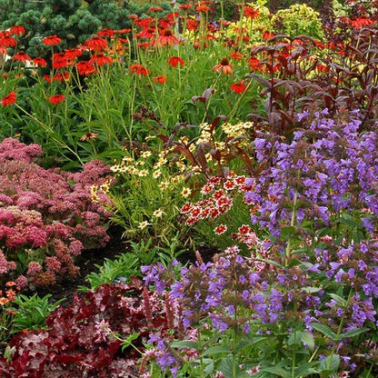 YouGarden Pack of 12 Mixed Winter Hardy Perennial Plants in 9cm Pots, Garden Ready Autumn Bedding Plants in 9cm Pots, Extremely Hardy