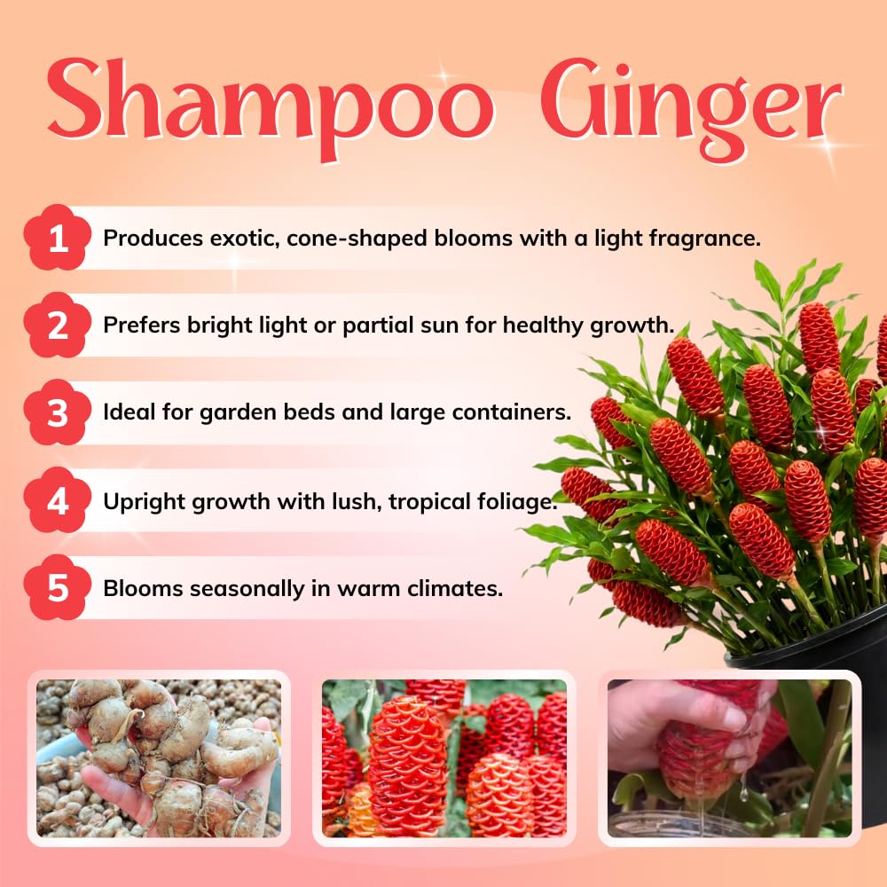 5 Shampoo Ginger Roots, Awapuhi Zingiber Zerumbet Fresh Ginger Rhizomes, Live Ginger Lily Perennial Garden